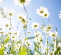 Breathe Easy: Conquer Spring Allergies the Natural Way